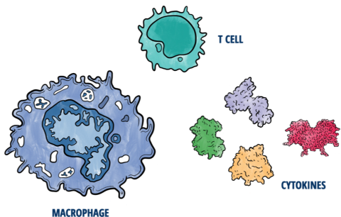 Immune system illustration of macrophage, cytokines, and T cell