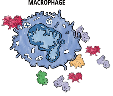 Illustration of a macrophage