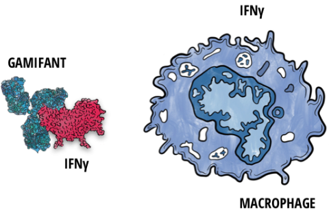 Illustration of Gamifant® (emapalumab-lzsg) connecting to interferon gamma (IFNγ)