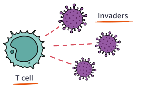 Illustration of Immune System