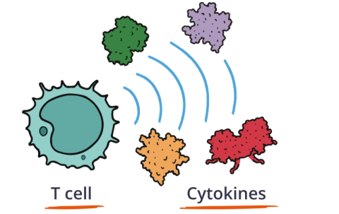 Illustration of Immune System