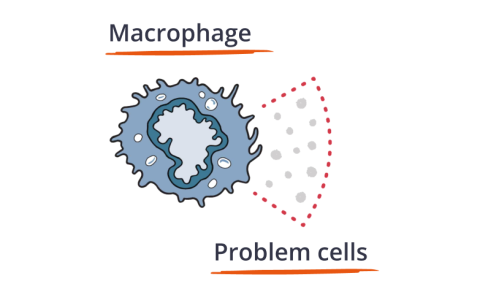 Illustration of Immune System